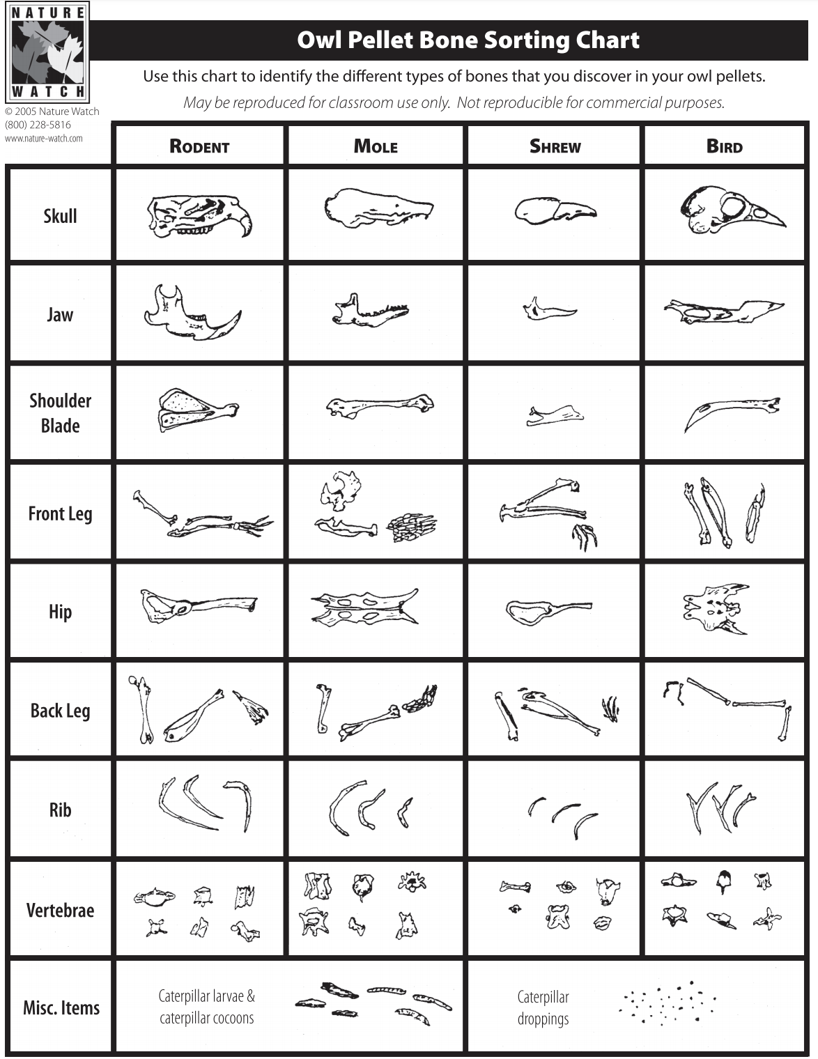 Owl pellet bone sorting chart. [Click here for source]( https://www.nature-watch.com/images/K400%20A%20and%20B%20Owl%20Pellet%20Charts.pdf)
