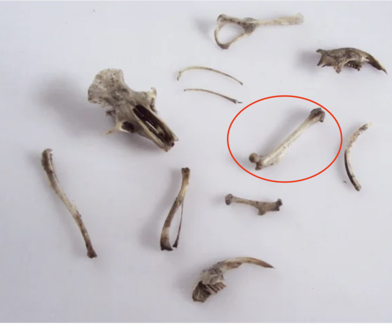 Bones you may find in an owl pellet. We are looking to weigh only the femur bones (within the red circle). [Click here for source](https://www.thingiverse.com/thing:1706812)