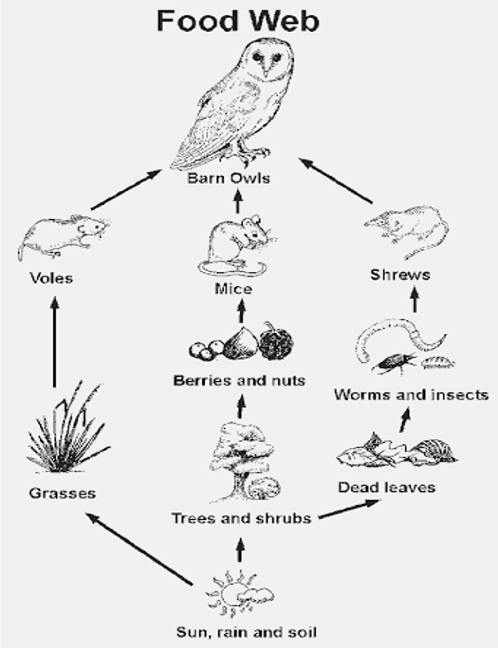 Foodweb of a common barn owl. [Click here for source](http://web2.utc.edu/~fbp972/educ575/wq04MichaelKavur/DPMichaelKavur.htm)