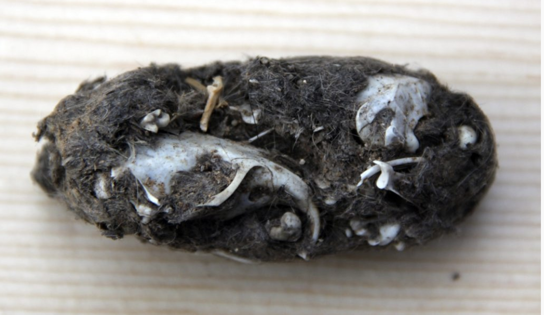 An owl pellet. [Click here for source](https://www.scienceworld.ca/resource/owl-pellet-dissection/)