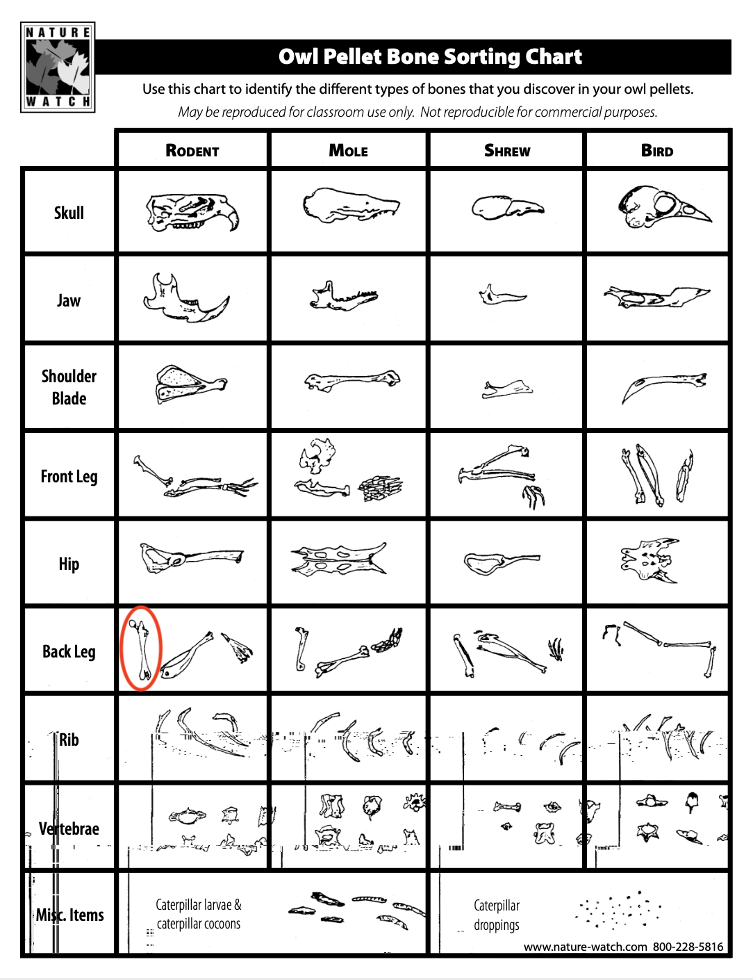 Bone sorting chart. Inside the red circle is a femur.