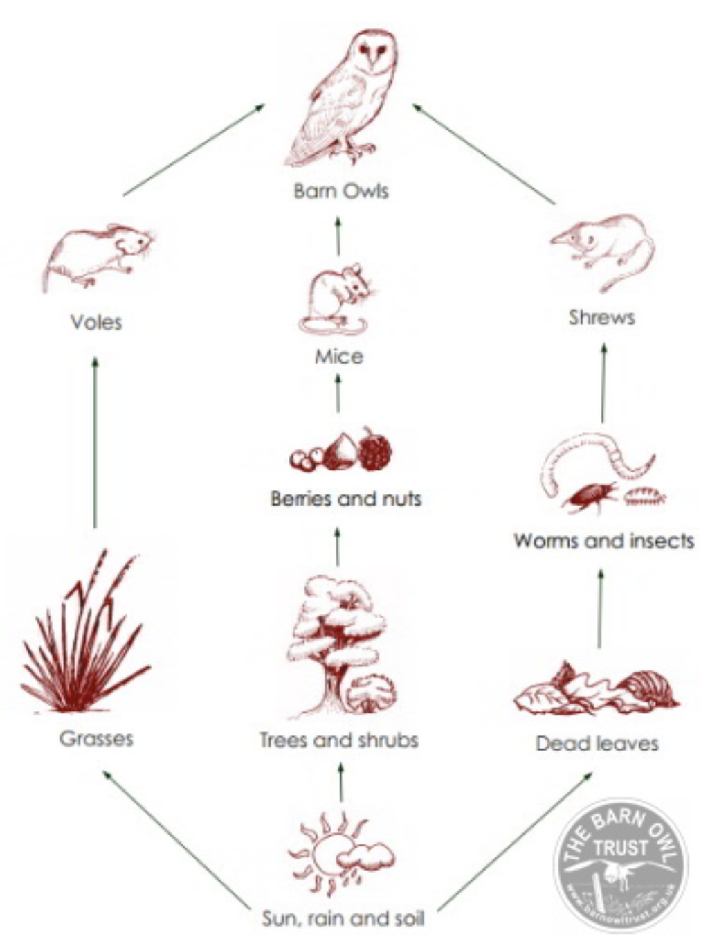 Foodweb of a barn owl