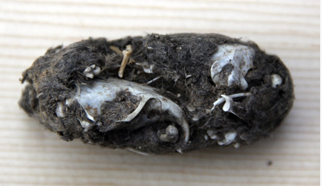 An owl pellet.