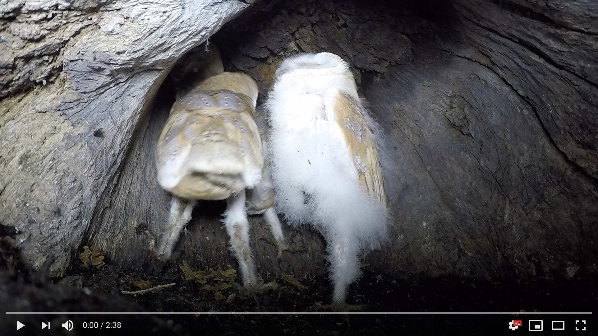 Barn owlet regurgitating a pellet