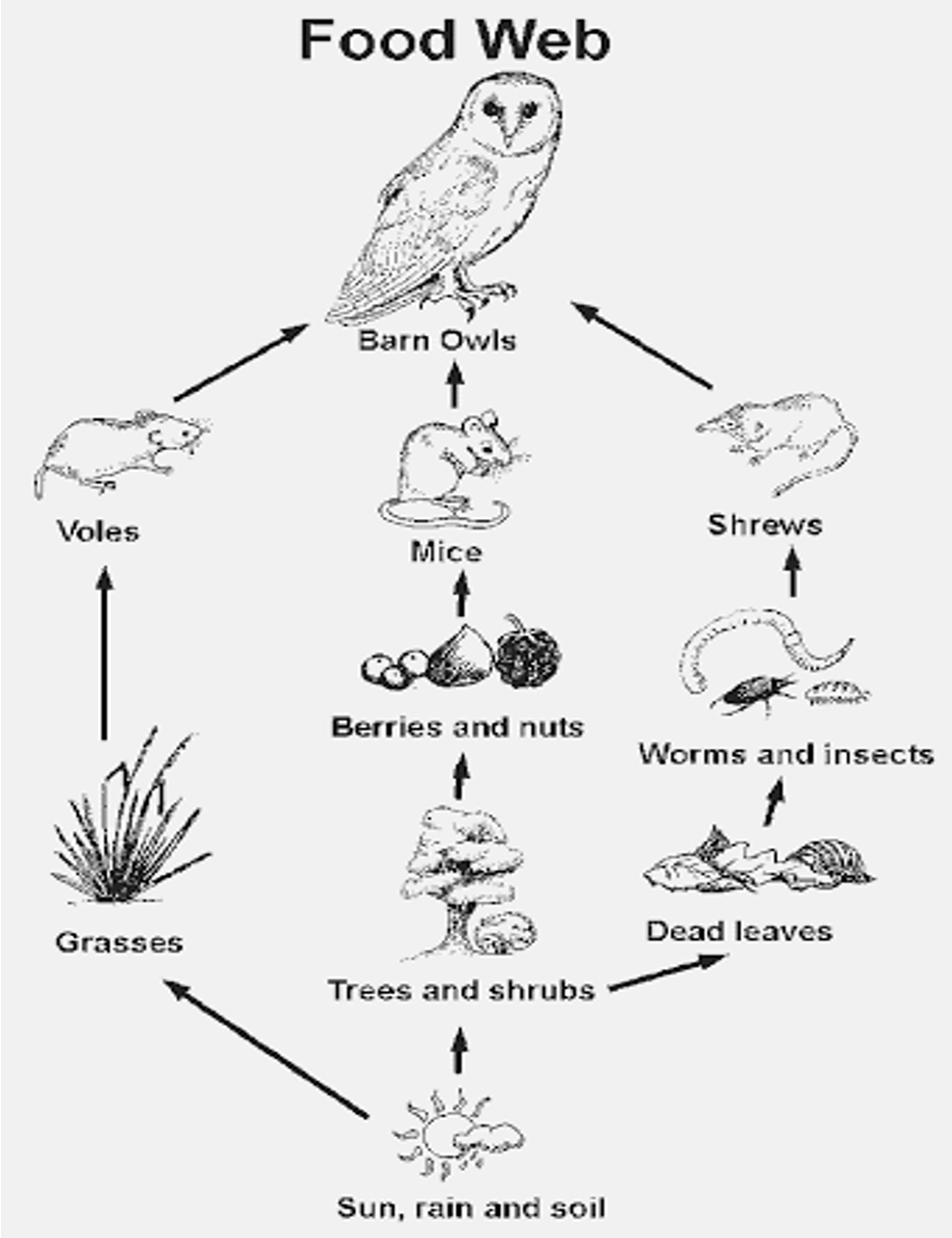 Chapter 6 Laboratory 1: Thermodynamics and Energy in a Food Chain