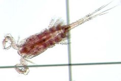 picture of a copepod