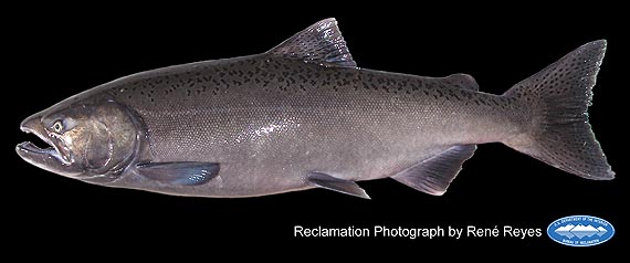 picture of an adults chinook salmon
