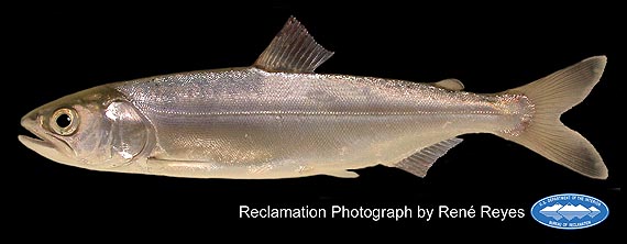 picture of a juvenile salmon