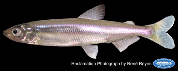 picture of longfin smelt
