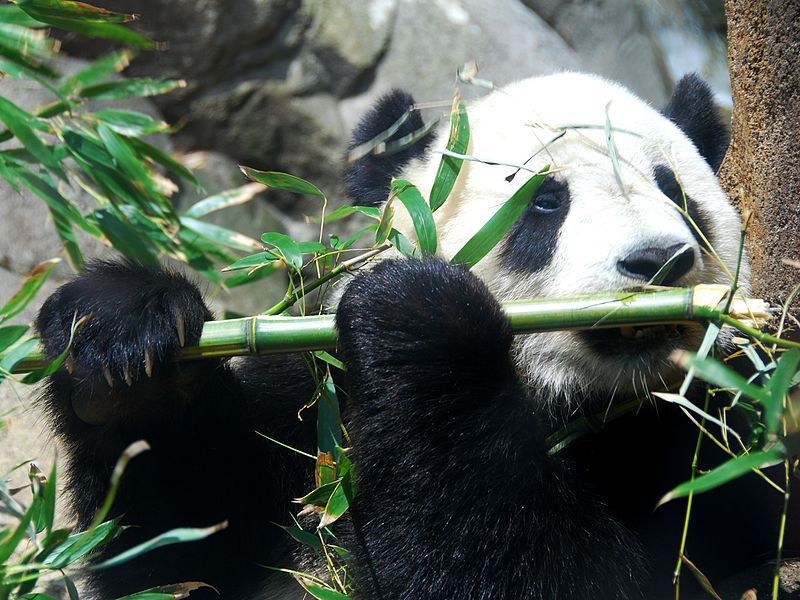 In werkelijkheid is dit juist wel een panda. Foto van Fernando Revilla, Wikipedia