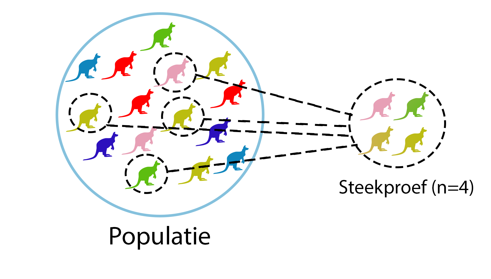 Een steekproef van 4 kangaroes uit een totale populatie van 15