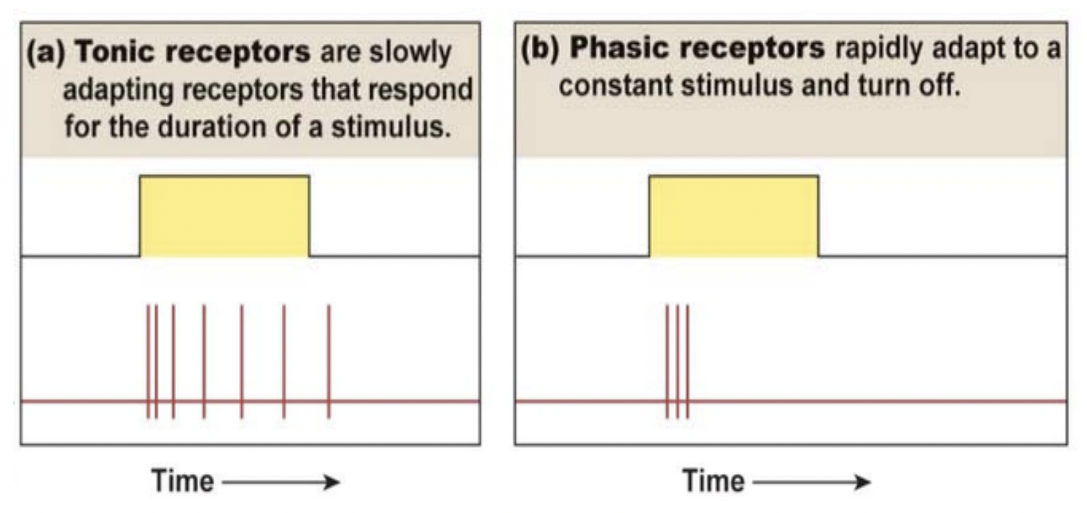 Tonic receptors 是慢慢適應的 receptors；而 phasic receptora 是快速適應的 receptors。