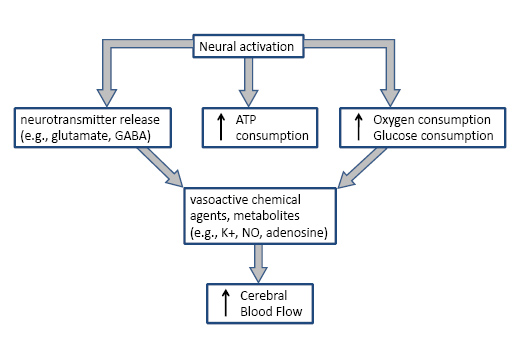 神經與血管反應的生理變化。圖源：Scholarpedia。