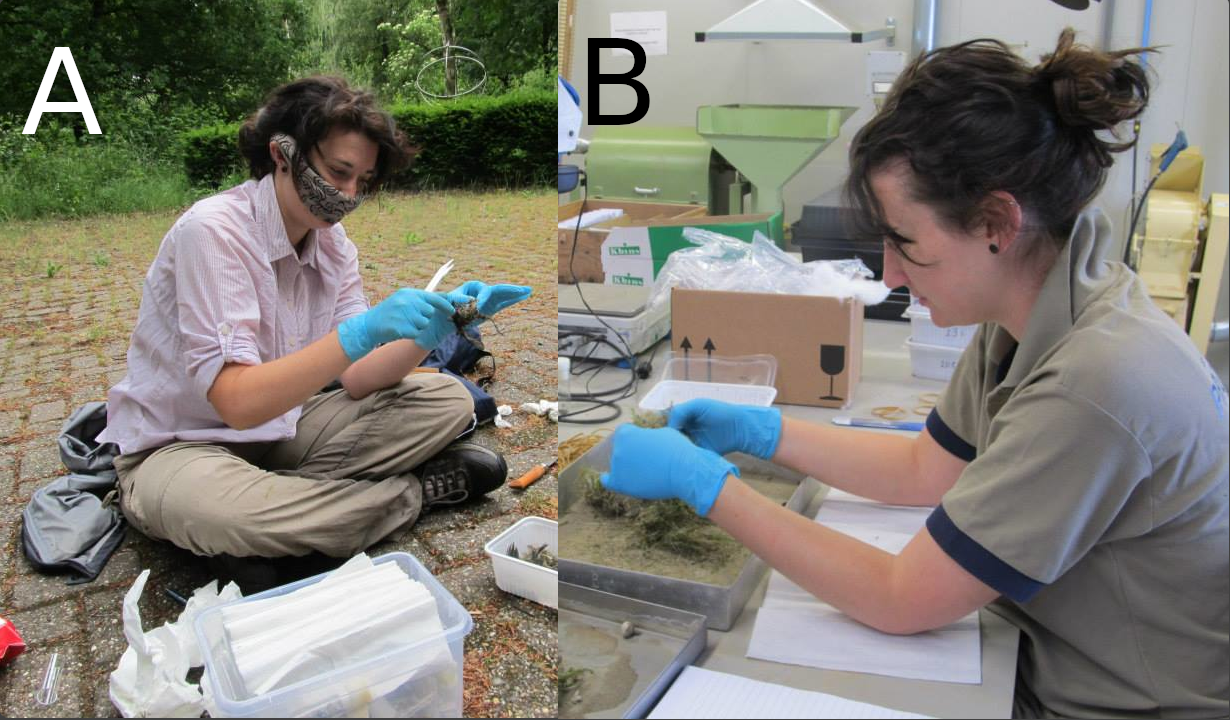 Two panels are shown, the first with a woman handling a bird nest in a field setting, and the second with the same woman handling nest components over a tray in the lab.