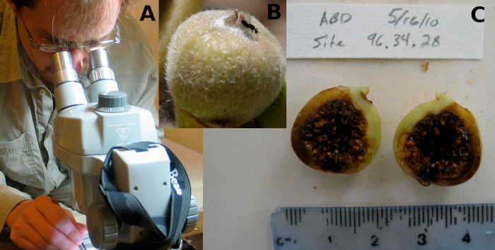 Three images showing the process of collecting data for the dimensions of figs from trees of the Sonoran Desert Rock Fig in Baja, Mexico. Panel A shows a person staring into a microscope in field attire, panel B shows a picture of a wild fig with a fig wasp sitting on top of it, and panel C shows a sliced open fig with seeds along the inside; below the fig is a ruler and above it is a pencil description of the site and date from which the fig was collected.