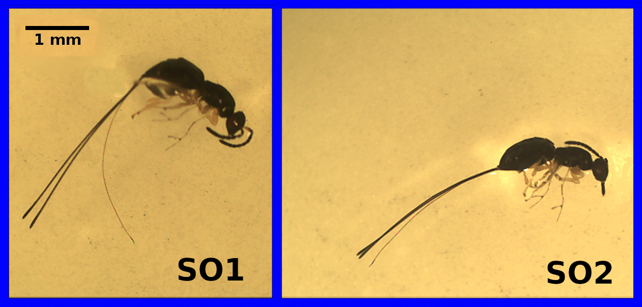 A two panel figure is shown, with two black wasps under a microscope slide shown side by side, each of which has an ovipositor about twice its body length.