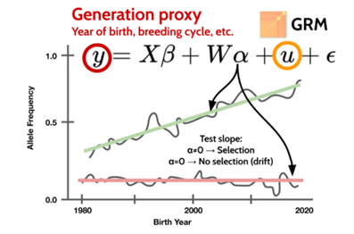 GPSM tests for changes in allele frequency greater than would be expected due to random genetic drift. A linear mixed model fitting a genomic relationship matrix (GRM) controls for uneven sampling of generations and family structure (Source: Dr. Troy Rowan, Accessed: https://troyrowan.github.io/project/gpsm/).
