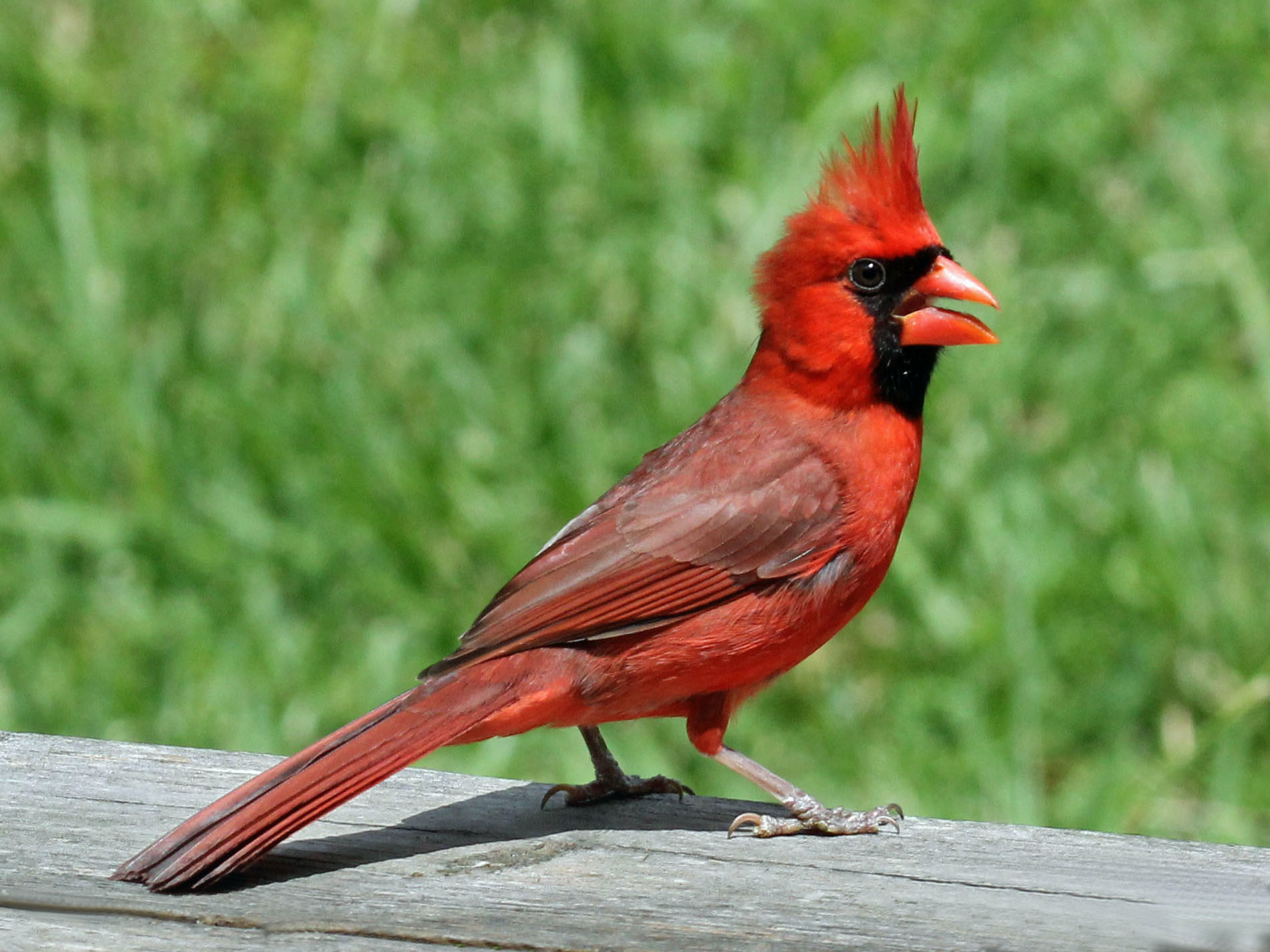 Red Cardinal By DickDaniels (http://carolinabirds.org/)