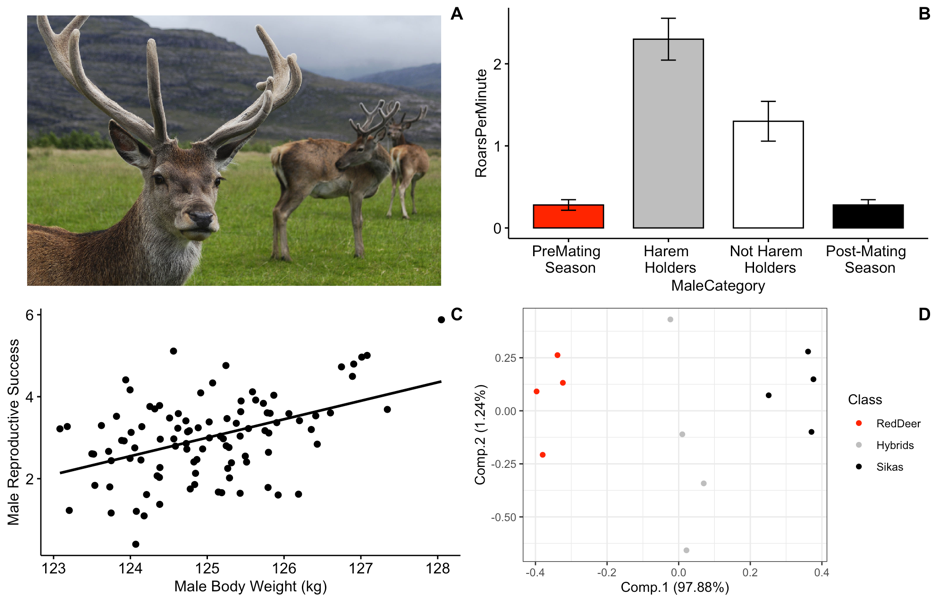 Image of red deer (Mehmet Karatay / CC BY-SA; https://creativecommons.org/licenses/by-sa/3.0)