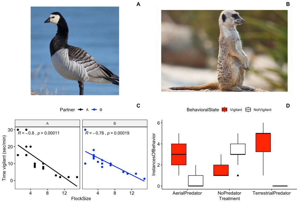 Field Lab 4: Vigilance behavior | behaviouR: R package and tutorials for  teaching of fundamental concepts in behavior and ecology