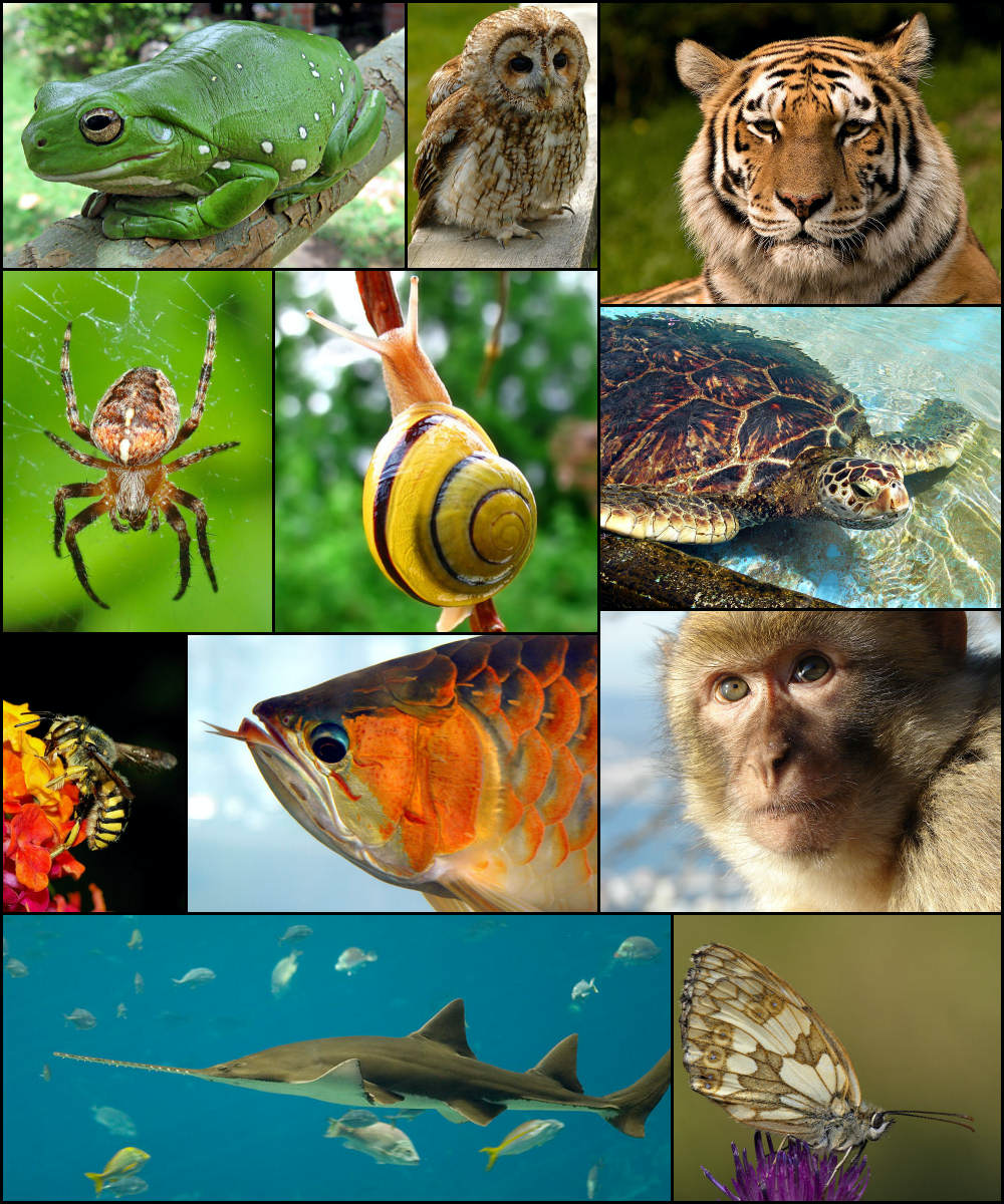 Biodiversity image; Justin / CC BY-SA (https://creativecommons.org/licenses/by-sa/3.0)