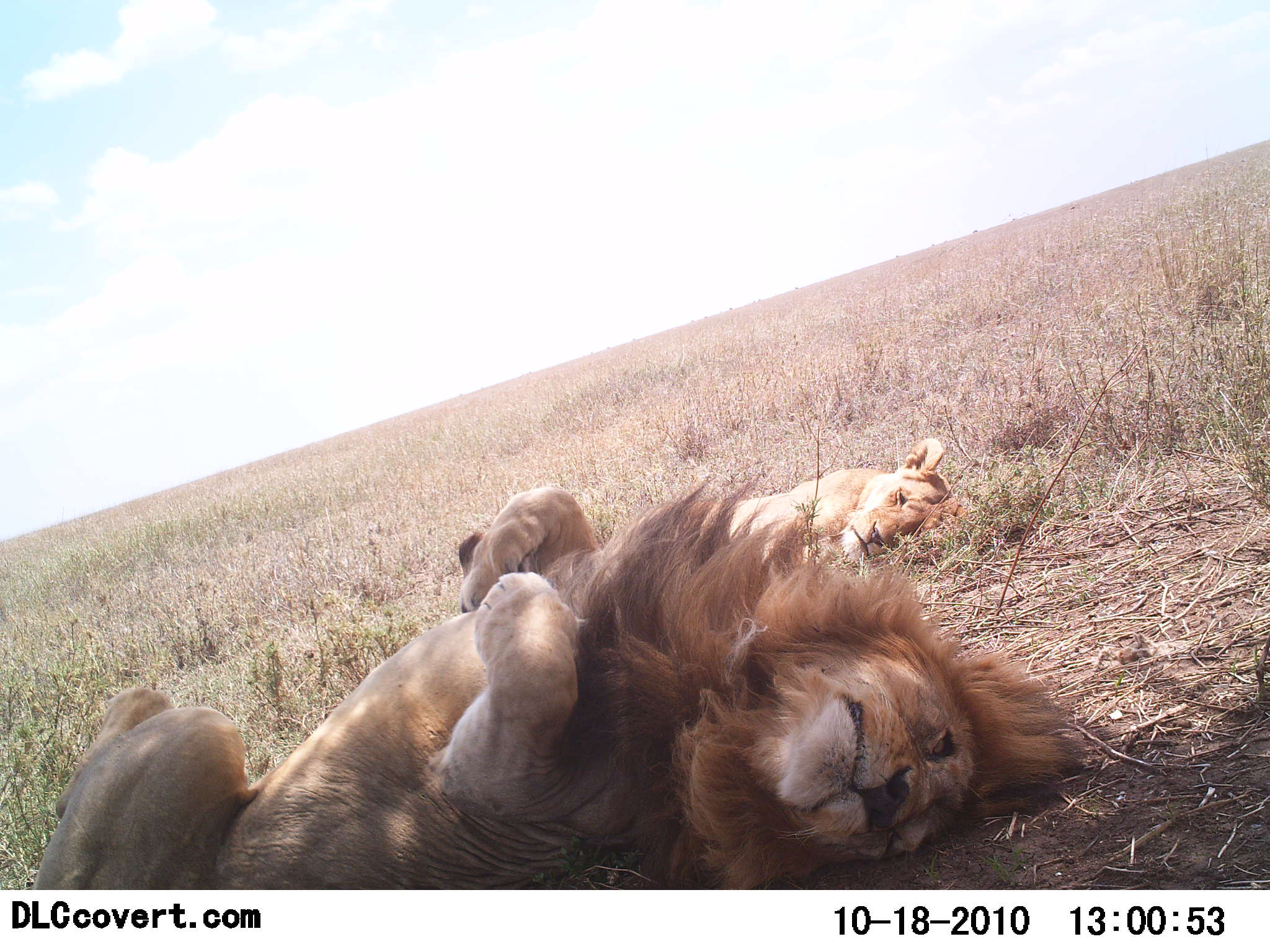 Image from the Snapshot Serengeti image database (http://lila.science/datasets/snapshot-serengeti)