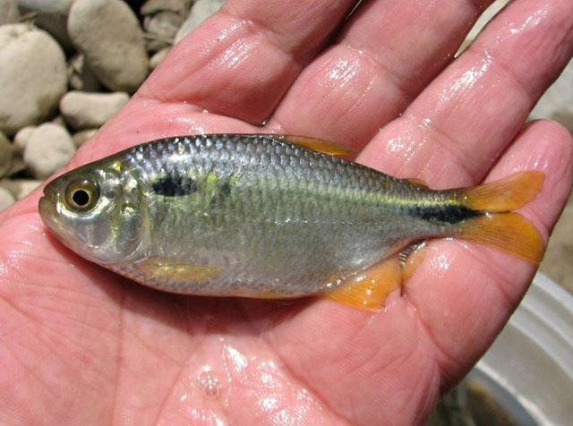 *Astyanax bimaculatus*, a espécie mais comum da matriz de dados ppbio. Peru, by Eakins, R. Fonte: <https://www.fishbase.se/summary/Astianax-bimaculatus.html>