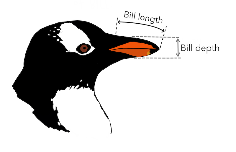 Bill length and depth marked on an illustration of a penguin head.