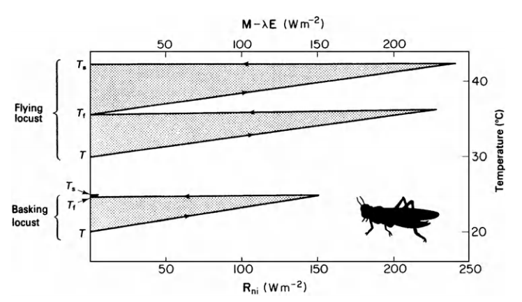 Temperature/heat flux diagram for locust basking (lower section of graph) and flying (upper section). From Monteith, J. L. 1973. P. 166.
