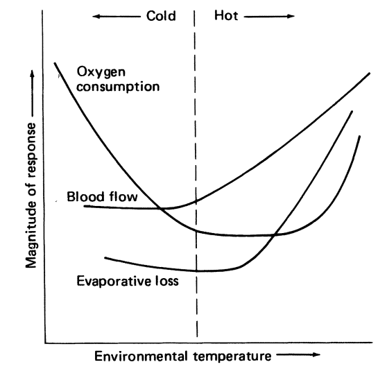 Oxygen consumption curve for a hypothetical homeotherm. The terms hot and cold can be defined in terms of the animal's physiological responses to its environmental temperature. (From Ingram and Mount 1975, p.2,)