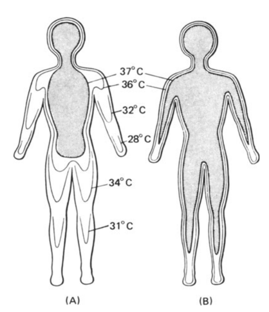 Diagrammatic isotherms in the human body exposed to cold (A) and warm (B) conditions. The core of deep body temperature (shaded) shrinks in the cold, leaving a peripheral shell of cooler tissue. (From Ingram and Mount 1975, p. 6: original data from Aschoff and Weyer 1958.)