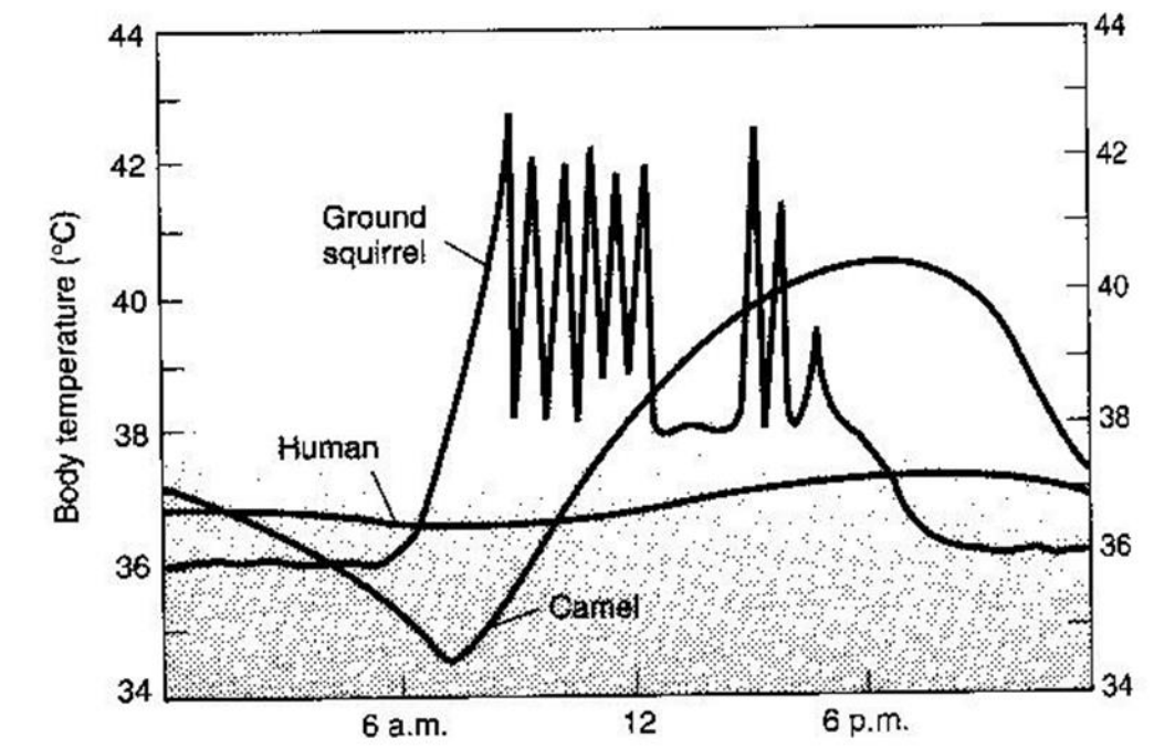 Diagrammatic representation of the daily patterns of body temperatures in a large and a small mammal subjected to heat stress under desert conditions. (From G.A. Bartholomew 1977, p. 423; original data from Schimdt-Nielsen et al., 1957, Amer. J. Physiol. 188: 103-112, and J.W. Hudson, 1962, Univ. Calif. (Berkeley and Los Angeles) Publ. Zool. 64:1-56.