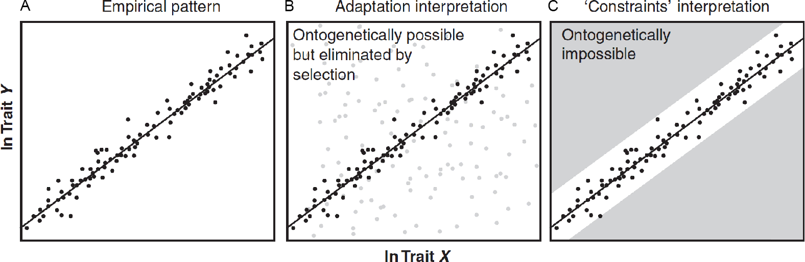 Explicaciones de “adaptación” y de “restricciones” para los mismos datos, y el terreno común de la ontogenia. (A) Los datos empíricos presentan un patrón que debe explicarse, una llamativa corelación y espacios conspicuos vacíos. Los puntos negros representan los datos observados, que podrían ser individuos dentro de una especie o incluso valores promedio de especies; la línea es un ajuste de regresión. (B) Desde el punto de vista de la adaptación, se asume que una relación de escalamiento alométrico entre dos rasgos corresponde a las combinaciones de rasgos de mayor aptitud. Se asume que las áreas vacías son ontogenéticamente accesibles (posibles), pero si se produjeran (puntos grises), tendrían una aptitud menor que las observadas. (C) En cambio, desde una perspectiva de restricciones, los mismos datos se interpretarían como áreas de difícil o imposible acceso durante el desarrollo (campos grises). Sin estudios sobre el potencial de desarrollo, es imposible distinguir entre estas posturas. Imagen tomada de Olson (2012).