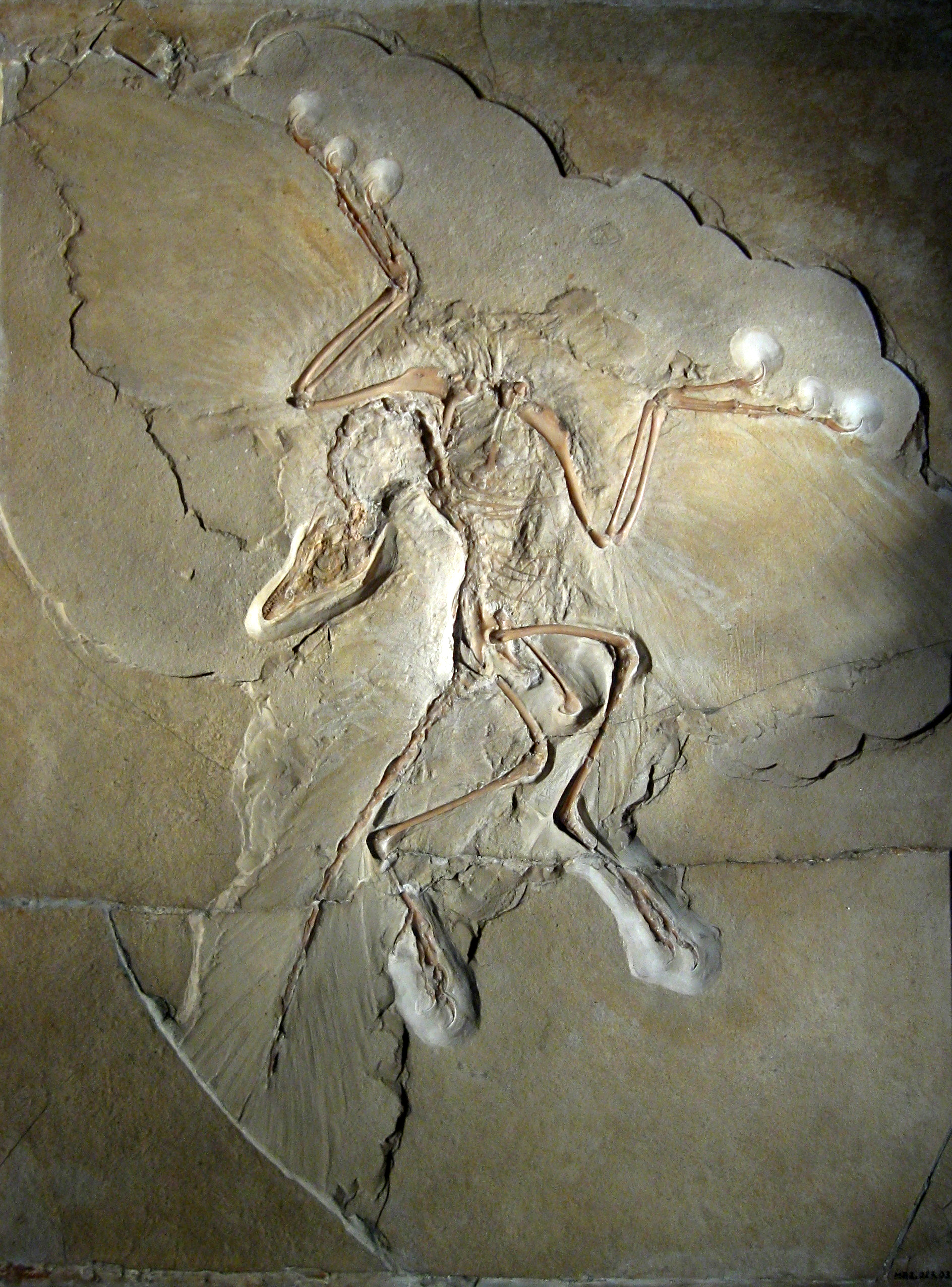 Especimen de _Archaeopteryx lithographica_ del Museum für Naturkunde de Berlín. Imagen disponible bajo licencia Creative Commons CC0.