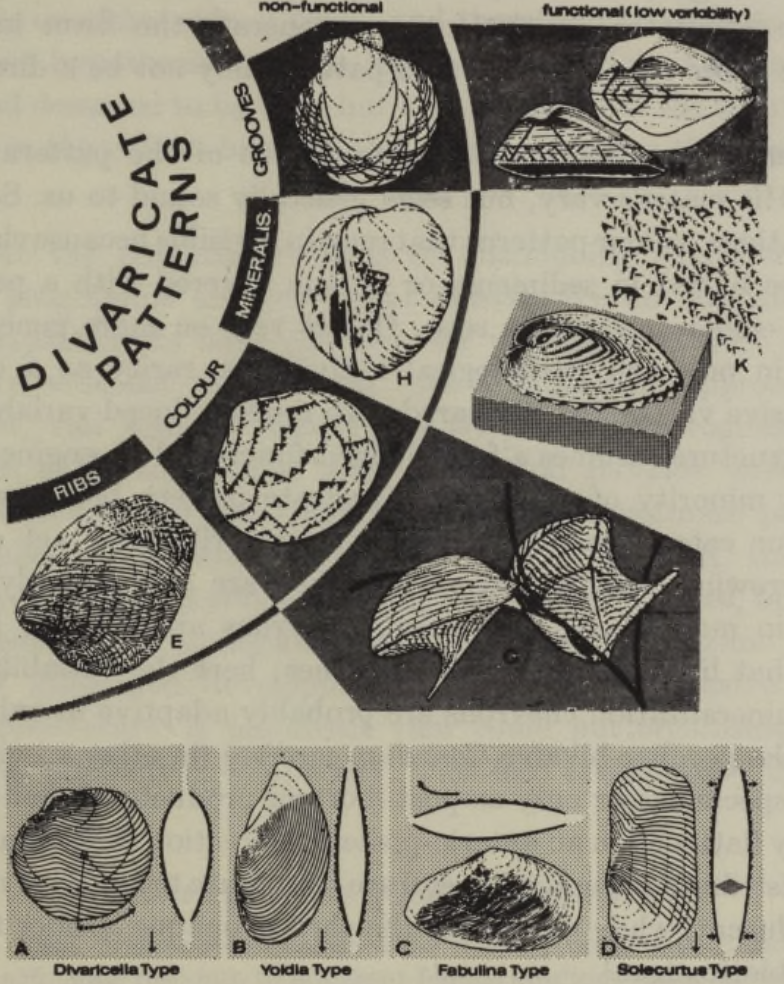 Rango de patrones divaricados en moluscos. (A-D) Costillas funcionales, aunque éstas son mucho menos comunes que las costillas no funcionales de la forma E. (E, F, H y L) Patrones no funcionales. (G) _Pteria zebra_. (K) _Corculum cardissa_. Imagen tomada de Gould & Lewontin (1979).