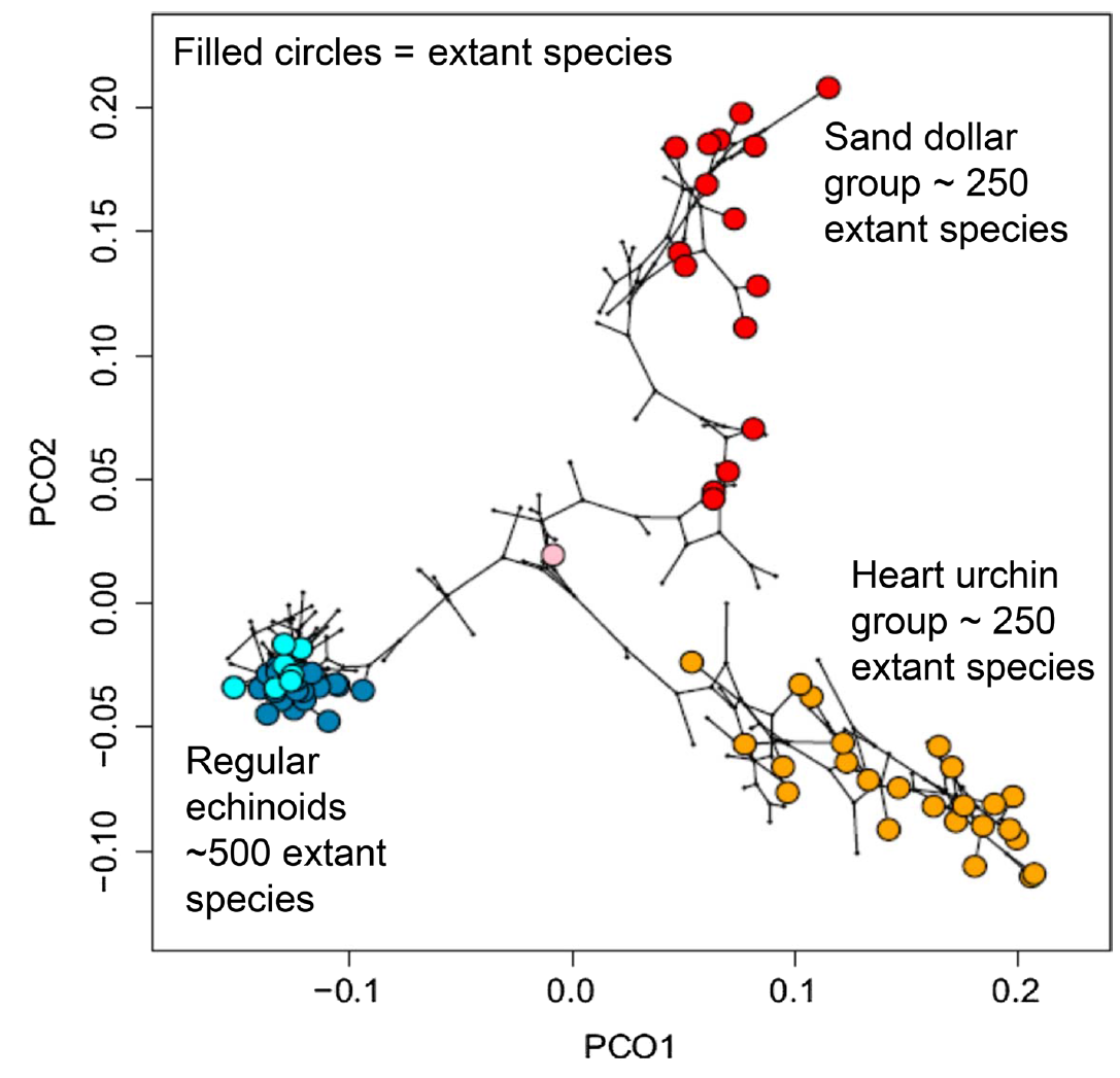 Diferencias en la evolucionabilidad aparente en los principales clados de erizos de mar, representadas en un filomorfospacio basado en un análisis de coordenadas principales de una matriz de caracteres. Imagen tomada de Jablonski (2022).