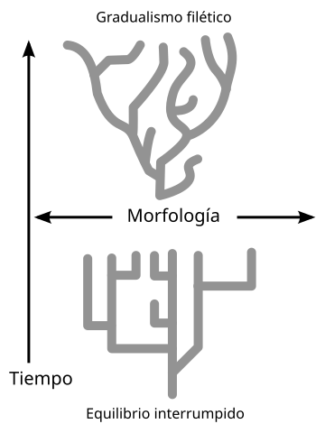 Diagrama que ejemplifica el gradualismo filético (arriba) y el equilibrio interrumpido (abajo). Imagen disponible bajo licencia Creative Commons CC0.