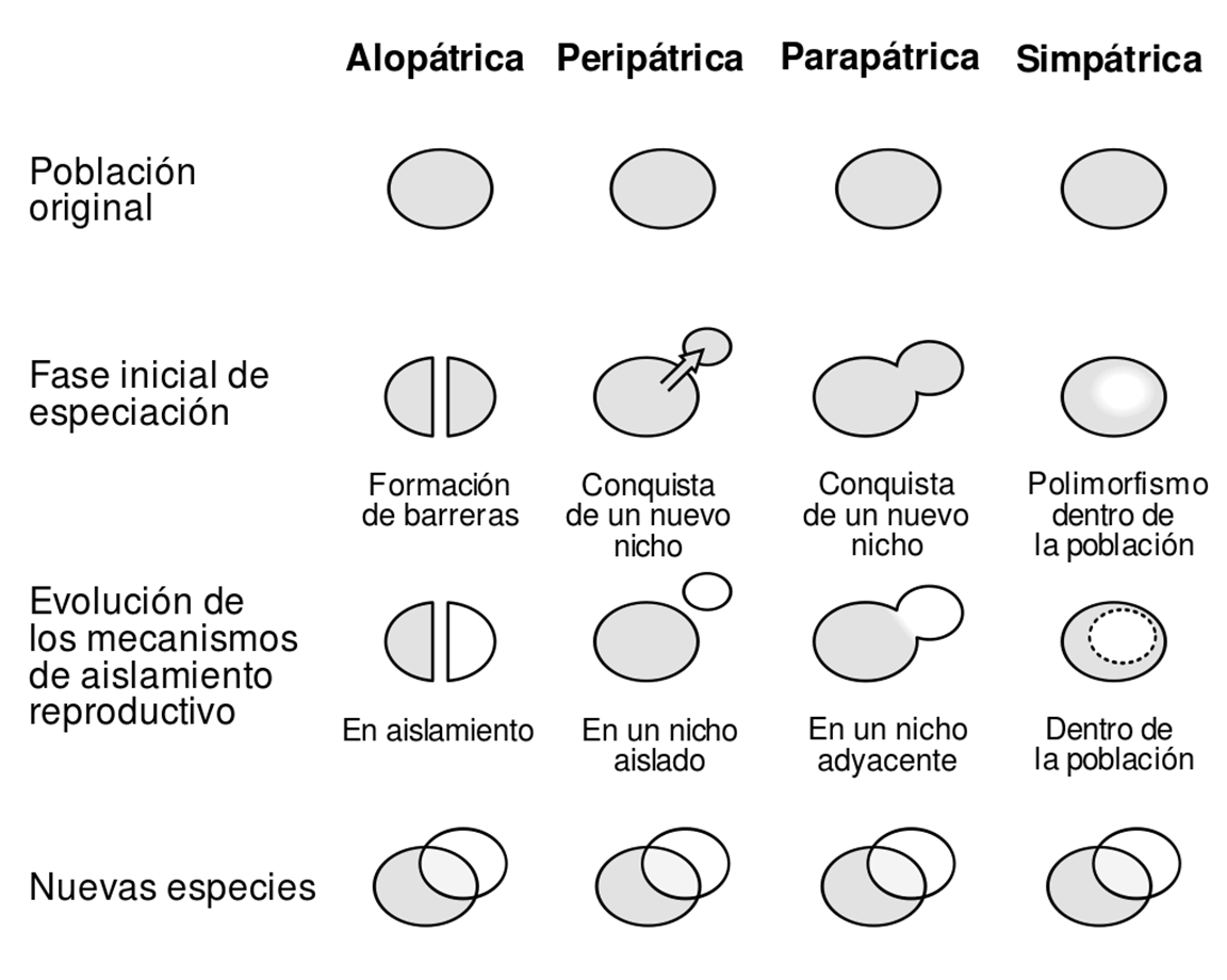 Tipos principales de especiación según el origen geográfico de las barreras reproductivas. Imagen disponible bajo licencia Creative Commons CC0.