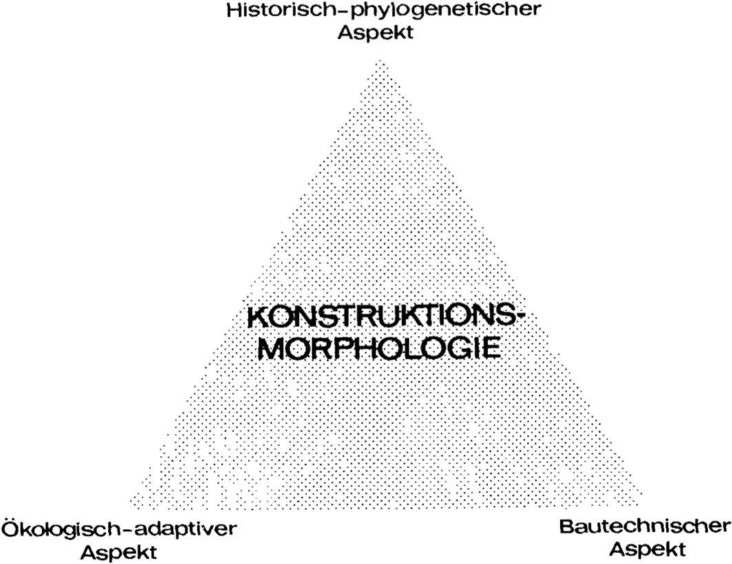 Visualización original de la morfología construccional de Seilacher. Imagen disponible bajo licencia Creative Commons CC0.