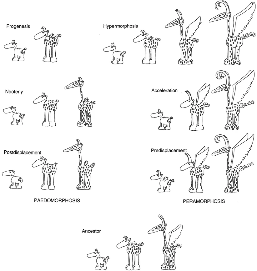 Un animal hipotético que, durante su ontogenia, experimenta una serie de cambios morfológicos. Los descendientes peramórficos desarrollan características que van 'más allá' de las del ancestro; los descendientes pedomórficos retienen rasgos juveniles ancestrales. En la hipermorfosis, el crecimiento se detiene más tarde; en la aceleración, los cuernos y la cola crecen más rápido; en el predesplazamiento, los cuernos y la cola comienzan a crecer antes. En la progénesis, el crecimiento se detiene más temprano; en la neotenia, los cuernos y la cola crecen a una tasa más lenta; en el postdesplazamiento, los cuernos y la cola inician su crecimiento relativamente más tarde. Imagen tomada de McNamara (2012).