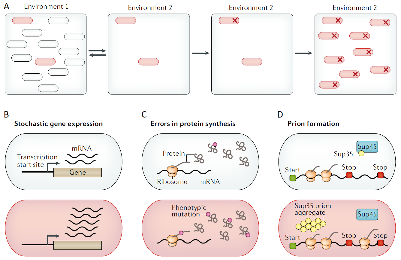 La heterogeneidad fenotípica es una causa de la evolucionabilidad. (A) La heterogeneidad fenotípica puede crear una pequeña subpoblación de células con un nuevo fenotipo, como el fenotipo de 'persistencia' (células rojas en el entorno 1). Este fenotipo puede ser adaptativo, permitiendo a esta subpoblación sobrevivir a desafíos ambientales, como la exposición a antibióticos (entorno 2). Una mutación (cruz roja) puede estabilizar este fenotipo, o generar otro fenotipo adaptativo en el nuevo entorno, como una resistencia en una célula bacteriana ya tolerante. Existen varias fuentes de heterogeneidad fenotípica: (B) La expresión génica aleatoria causa variación en los niveles de transcripción de ARNm entre células. (C) Errores en la síntesis de proteínas, como traducciones incorrectas, generan variaciones en las secuencias de aminoácidos de proteínas a partir del mismo ARNm. (D) Modificaciones epigenéticas producen variación en las secuencias de proteínas, en este caso mediante la lectura incorrecta de codones de parada. Imagen tomada de Payne & Wagner (2019).