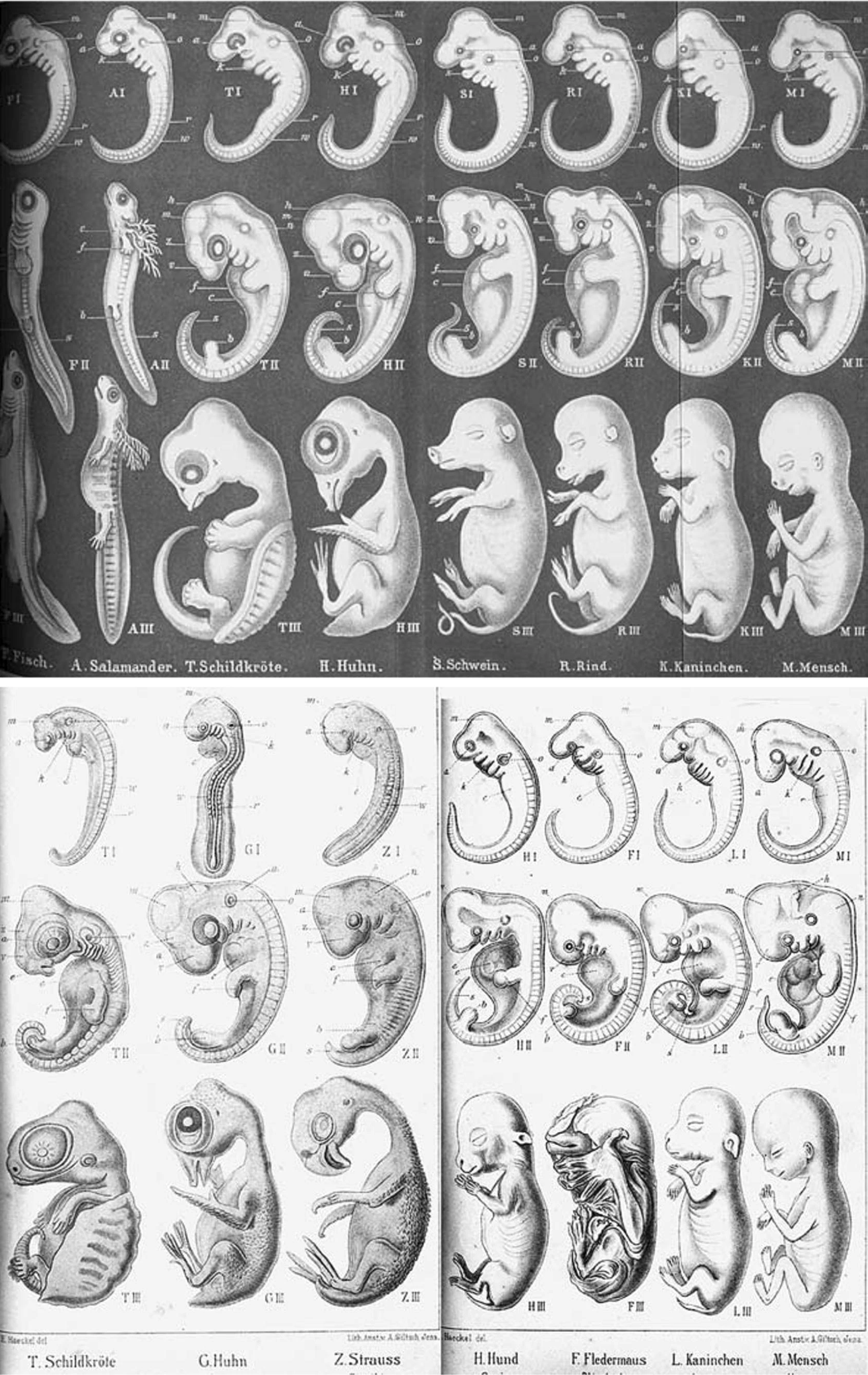 Comparación de las ilustraciones de Haeckel publicadas en 1874 (arriba) y 1891 (abajo). Imagen  tomada de Watts et al. (2019).