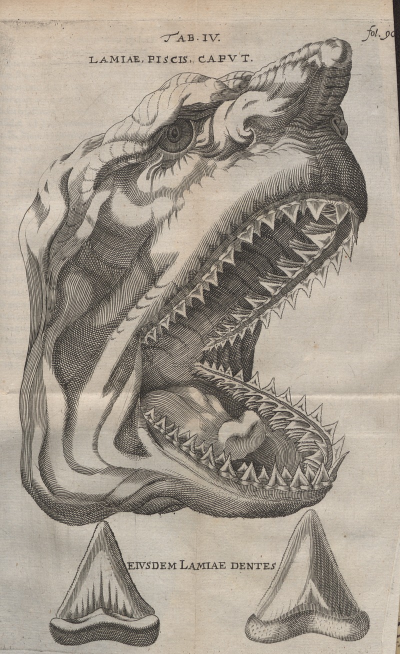 Ilustración del artículo de Stensen de 1667 comparando los dientes de una cabeza de tiburón blanco con un diente fósil de Megalodon. Imagen disponible bajo licencia Creative Commons CC0.