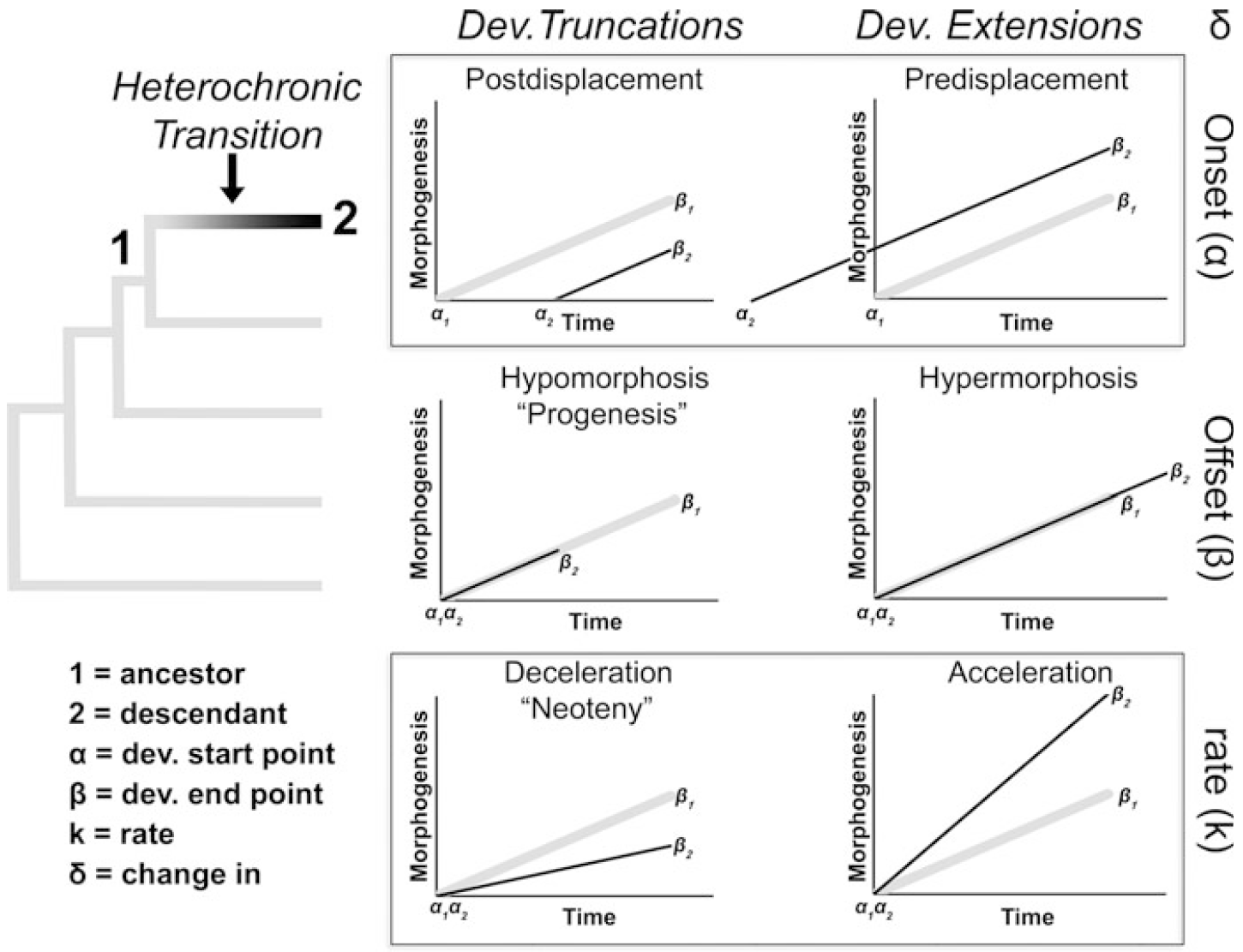 Modos heterocrónicos para lograr truncaciones y aceleraciones en el desarrollo. La filogenia a la izquierda muestra la trayectoria de desarrollo ancestral (en gris, 1) con una transición heterocrónica hacia un estado de desarrollo derivado (en negro, 2). A la derecha se representan seis trayectorias ontogenéticas alternativas, que ilustran cómo los cambios en el inicio del desarrollo (postdesplazamiento y predesplazamiento), el final del desarrollo (hipomorfosis e hipermorfosis) y la tasa de desarrollo (deceleración y aceleración) pueden modificarse en un descendiente (línea negra delgada, 2) en comparación con la trayectoria ancestral (línea gris gruesa, 1). Se indican los puntos de inicio (α) y final (β) del desarrollo. Imagen tomada de Bonett (2021).