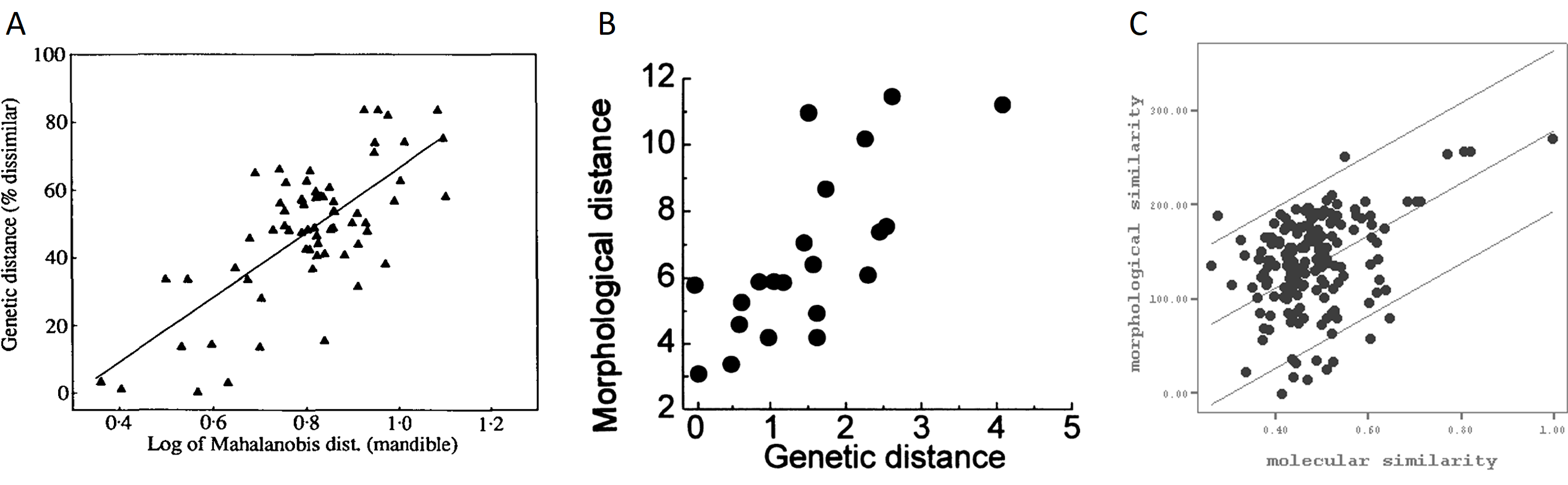 Ejemplos de correlación entre distancia morfológica y genética en (A) vertebrados, (B) invertebrados y (C) plantas. Imágenes tomadas de Festing & Roderick (1989), Jackson & Cheetham (1994) y Babić et al. (2012), respectivamente.