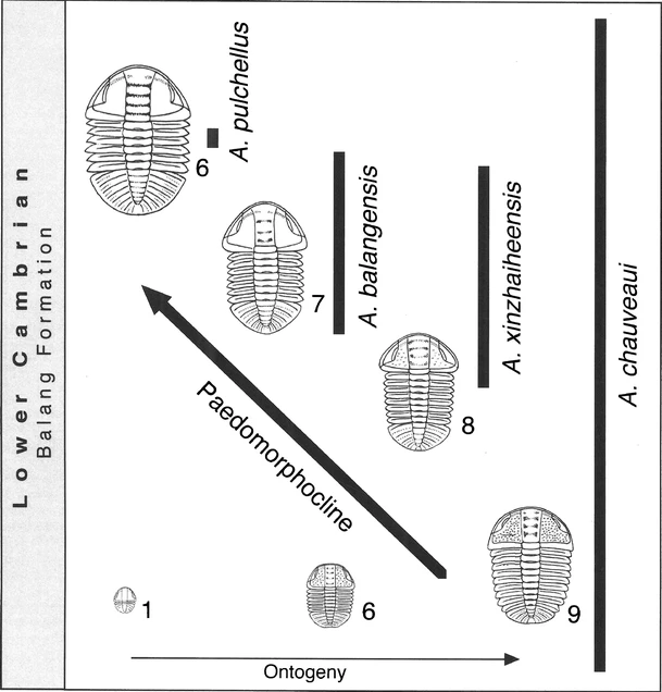 Evolución pedomórfica de las especies del trilobite orictocéfalido _Arthricocephalus_ del Cámbrico Inferior en la provincia de Guizhou, China. Los números se refieren a los segmentos torácicos. Imagen tomada de McNamara (2012).