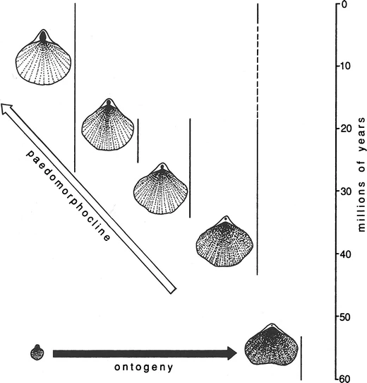 A lo largo de aproximadamente 60 millones de años, los braquiópodos australasianos _Tegulorhynchia_ y _Notosaria_ han experimentado una evolución cada vez más pedomórfica, formando una tendencia evolutiva conocida como pedomorfoclina. La retención de características más pedomórficas ha permitido que especies sucesivas colonicen aguas progresivamente más someras. Las formas más antiguas habitaban en aguas profundas y tranquilas, mientras que la especie al final de la pedomorfoclina habita en la zona intermareal. Imagen tomada de McNamara (2012).