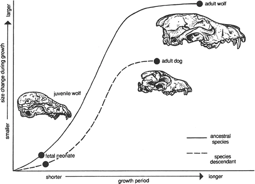 La evolución del perro doméstico a partir del lobo mediante pedomorfosis muestra la similitud del cráneo de los primeros perros domésticos adultos con el de los lobos juveniles. Imagen tomada de McNamara (2012).