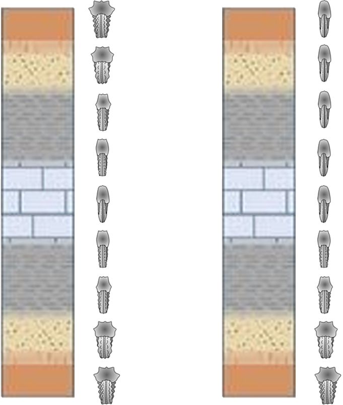 Ilustración de dos columnas estratigráficas donde, la de la izquierda muestra una clara correspondencia entre facies y morfotipos, lo que sugiere que los cambios morfológicos en este caso pueden atribuirse a la plasticidad fenotípica. En contraste, la columna de la derecha no refleja tal relación, indicando cambio evolutivo. Imagen modificada de © Geology Desk y Wilmsen & Mosavinia (2011).