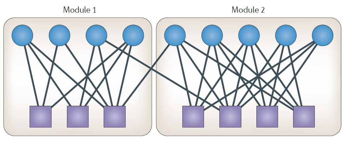 Conceptualización de la pleiotropía modular. La modularidad variacional se produce cuando ciertos grupos de rasgos tienden a variar conjuntamente entre individuos de la misma especie o entre diferentes especies. Este fenómeno ocurre cuando un conjunto específico de genes co-determina un grupo particular de rasgos, un proceso denominado pleiotropía modular, que da lugar a estos módulos variacionales. Imagen tomada de Payne & Wagner (2019).